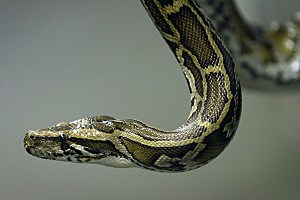 Woman Attacked by Secret Pet Python, Saved by Police Woman Attacked by Secret Pet Python, Saved by Police